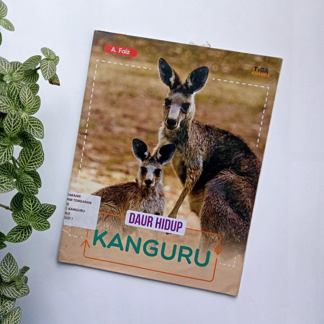 Sampul buku DAUR HIDUP: KANGURU
