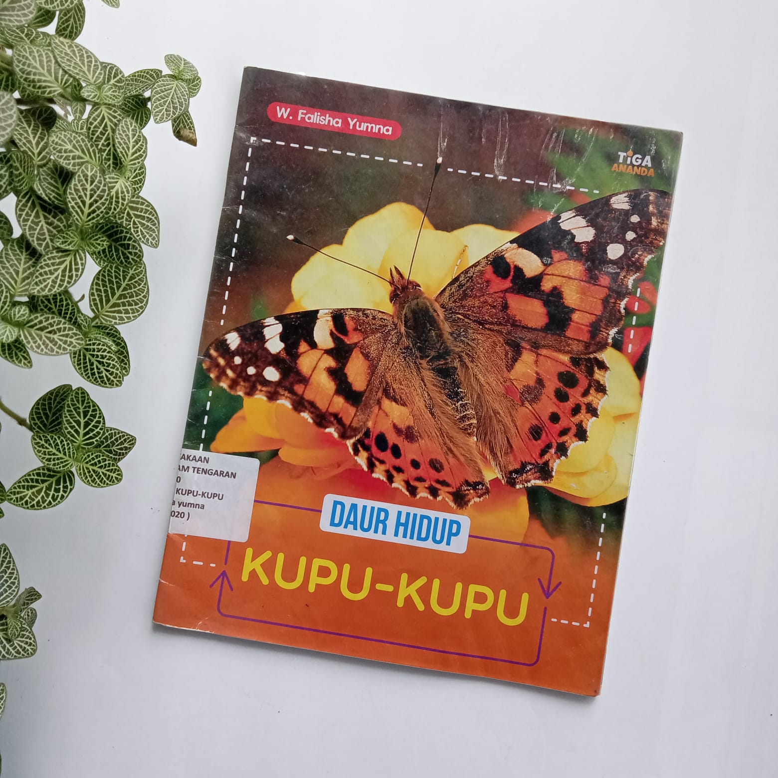 Sampul buku DAUR HIDUP: KUPU-KUPU