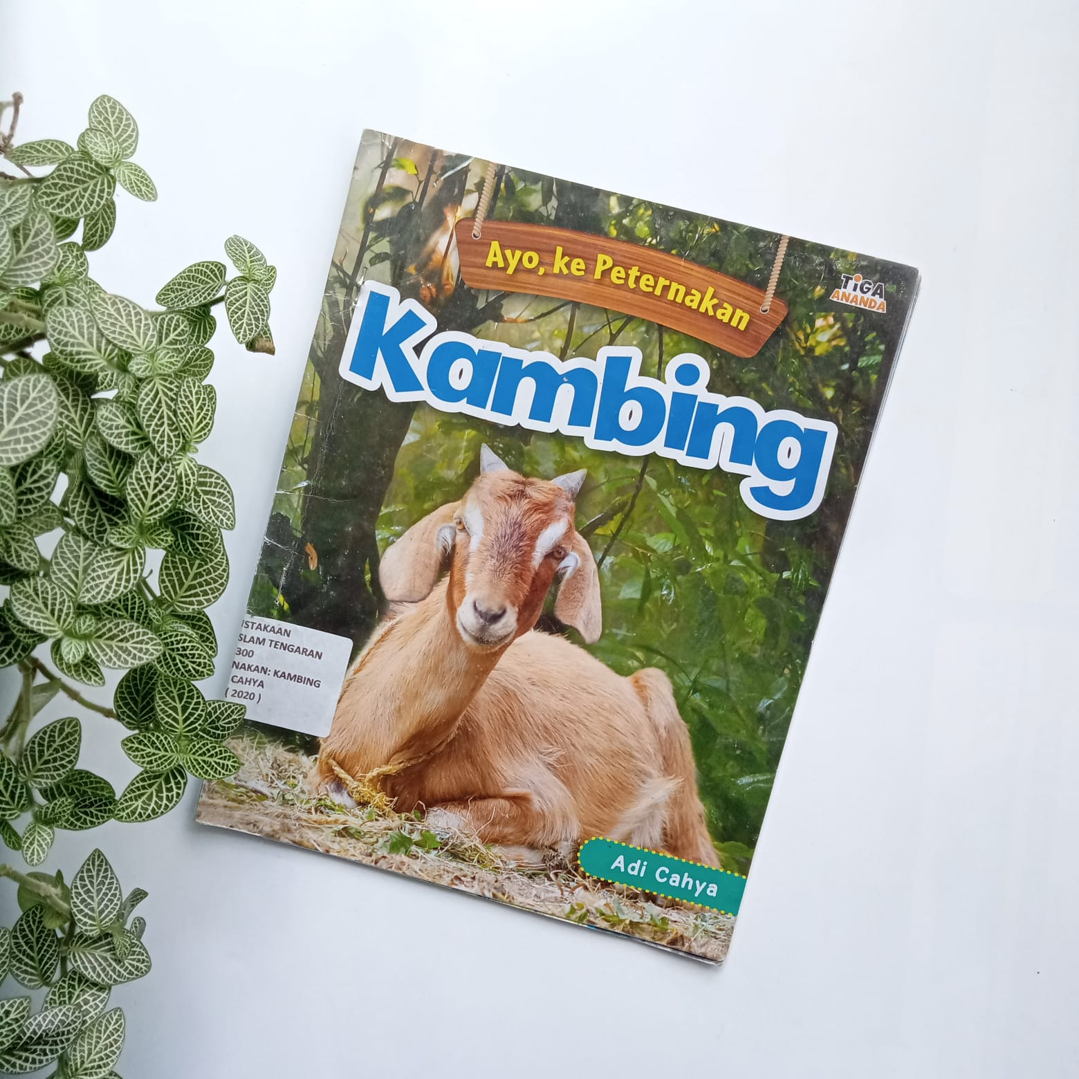 Sampul buku AYO, KE PETERNAKAN: KAMBING